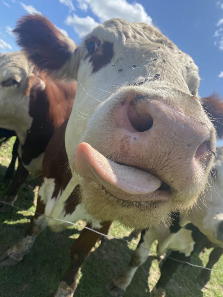 cow